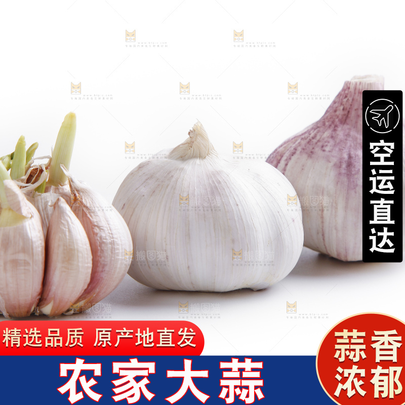 白底上的山东大蒜头