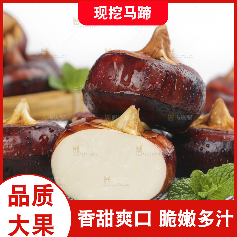浅底上的马蹄果