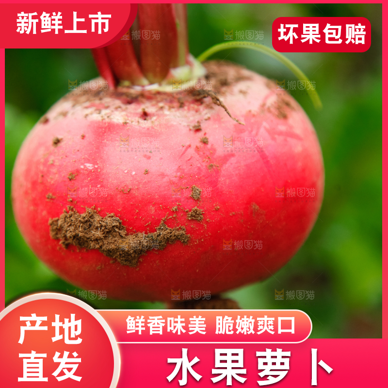 地里种着红萝卜