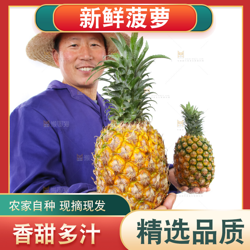 农民手里拿着香水菠萝