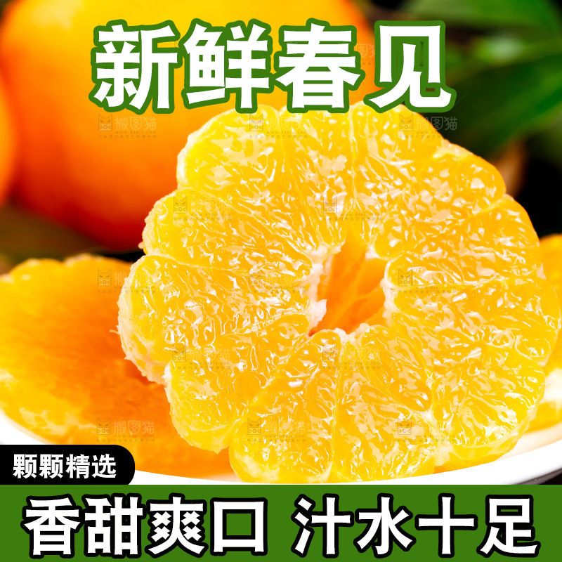 深底上的春见柑桔