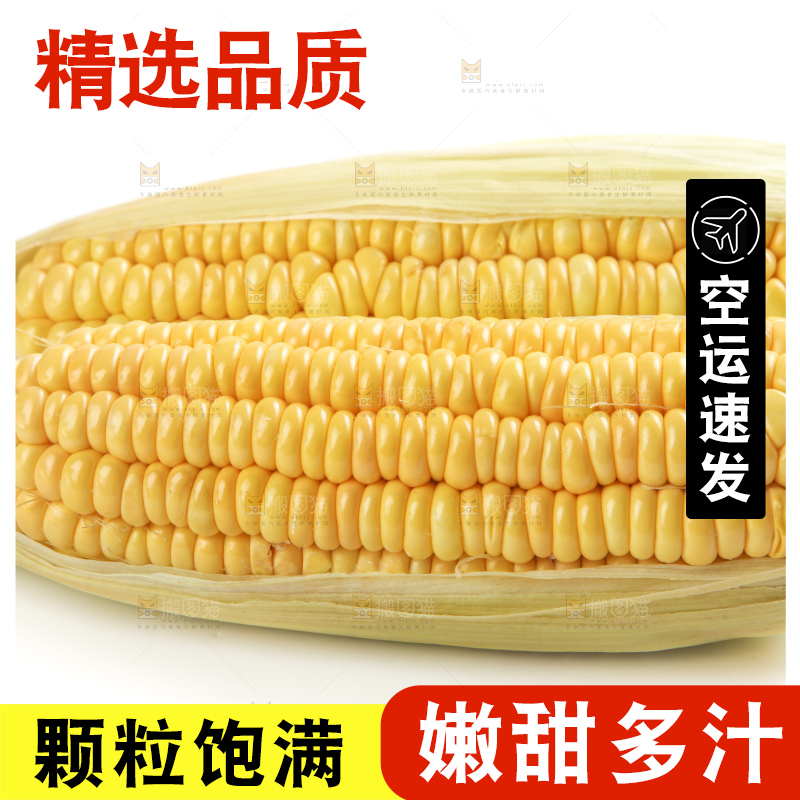 白底上的新鲜玉米