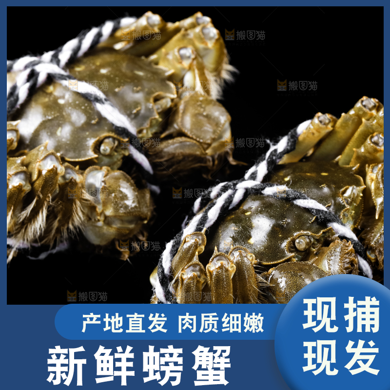 黑底上的鲜活螃蟹