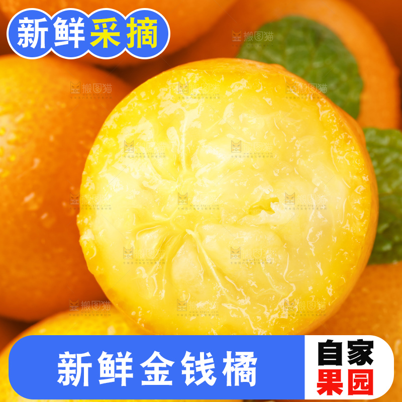 白底上的金钱橘