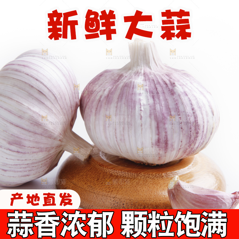 白底上的山东大蒜头