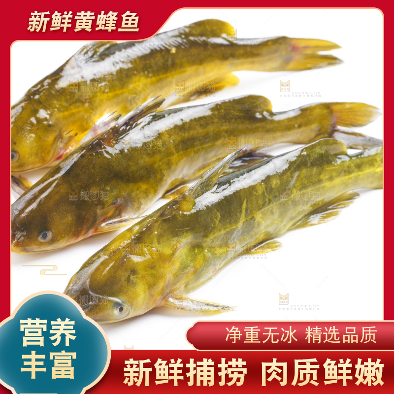 白底上放着黄蜂鱼