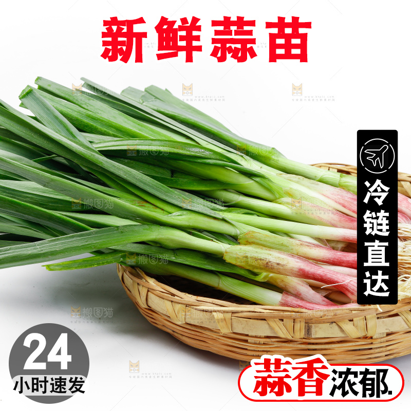 白底上的新鲜蒜苗
