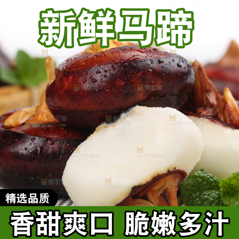 浅底上的马蹄果