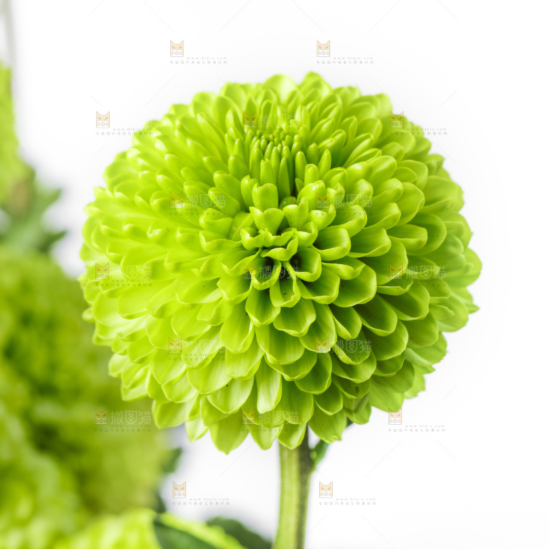 白底上放着绿色绣球菊
