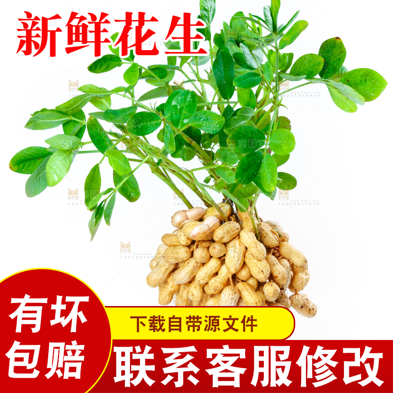 白底上的新鲜花生