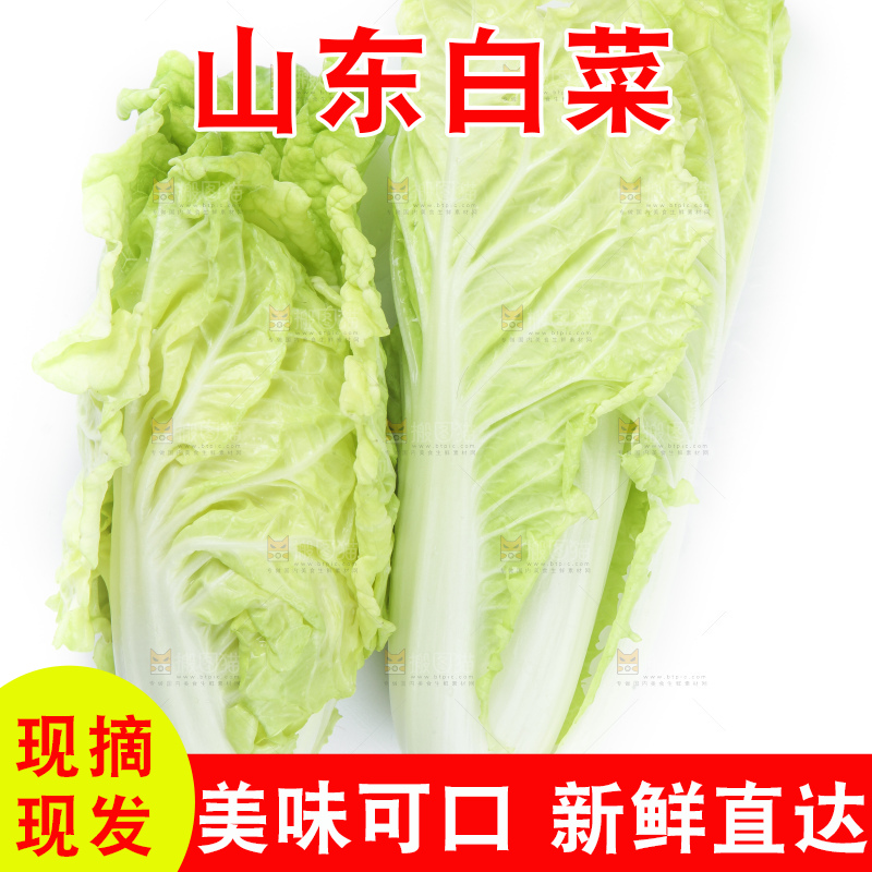 白底上放着大白菜