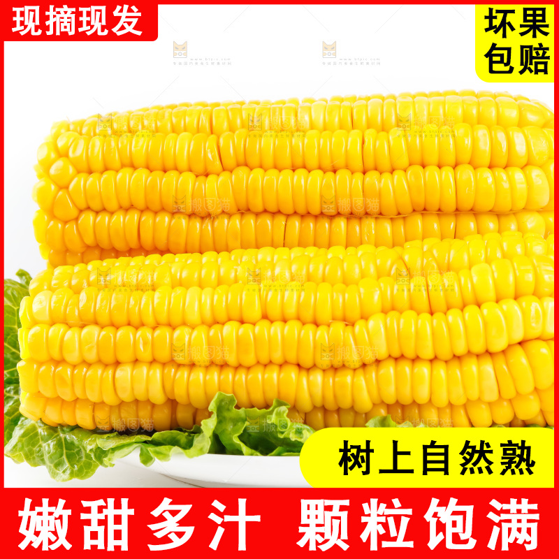 白底上放着黄玉米