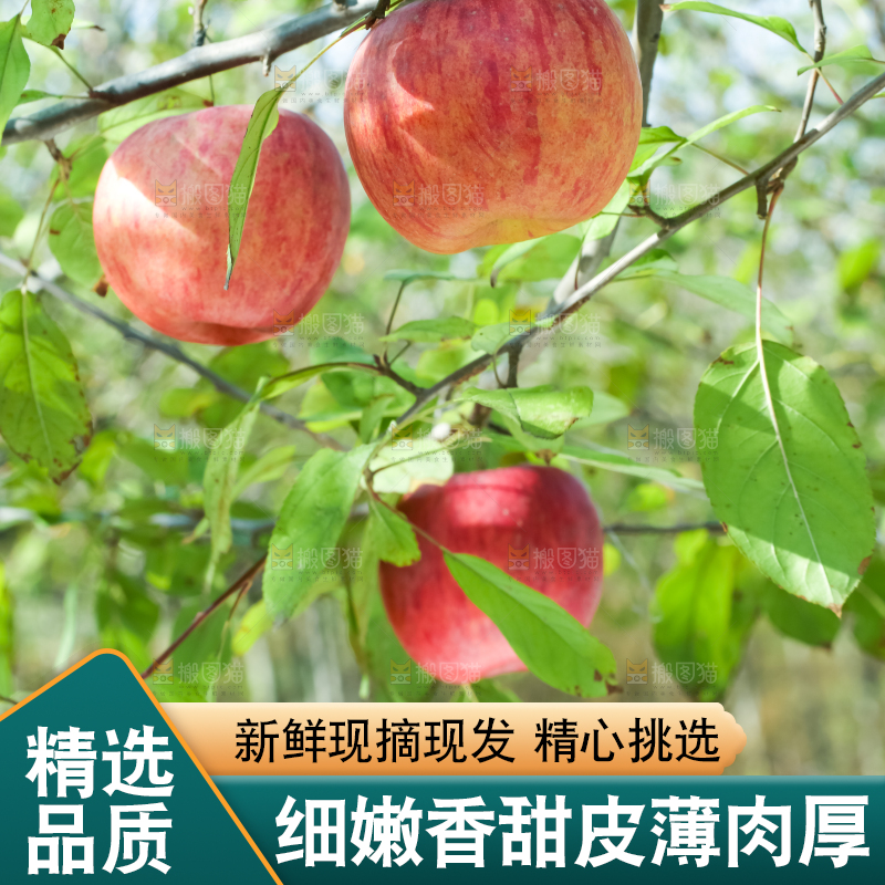 树上挂着冰糖心苹果
