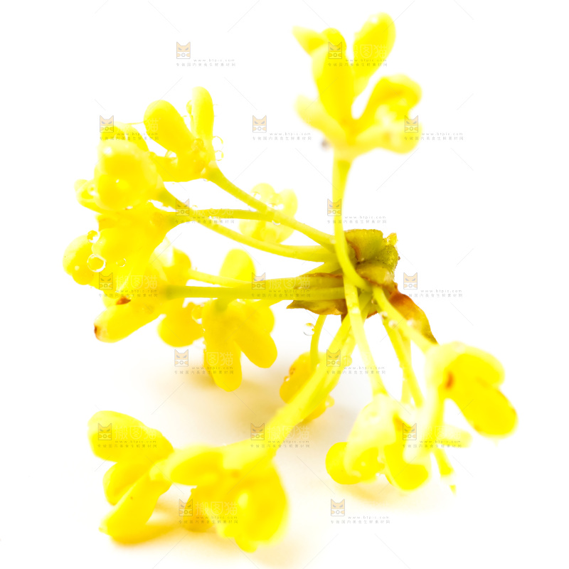 白底上放着新鲜桂花
