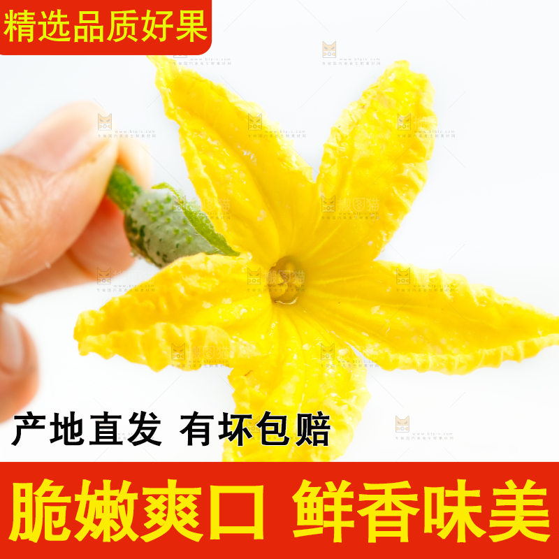 白底上的小黄瓜