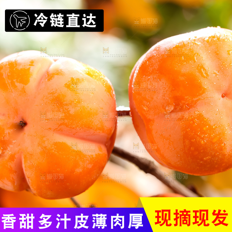 树枝上挂着磨盘柿