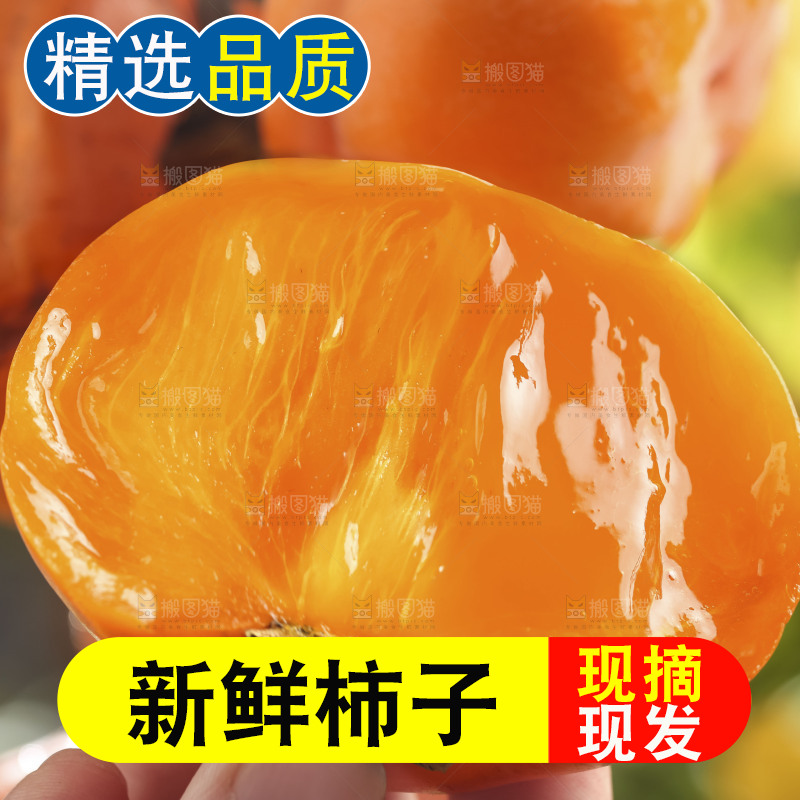树枝上挂着磨盘柿