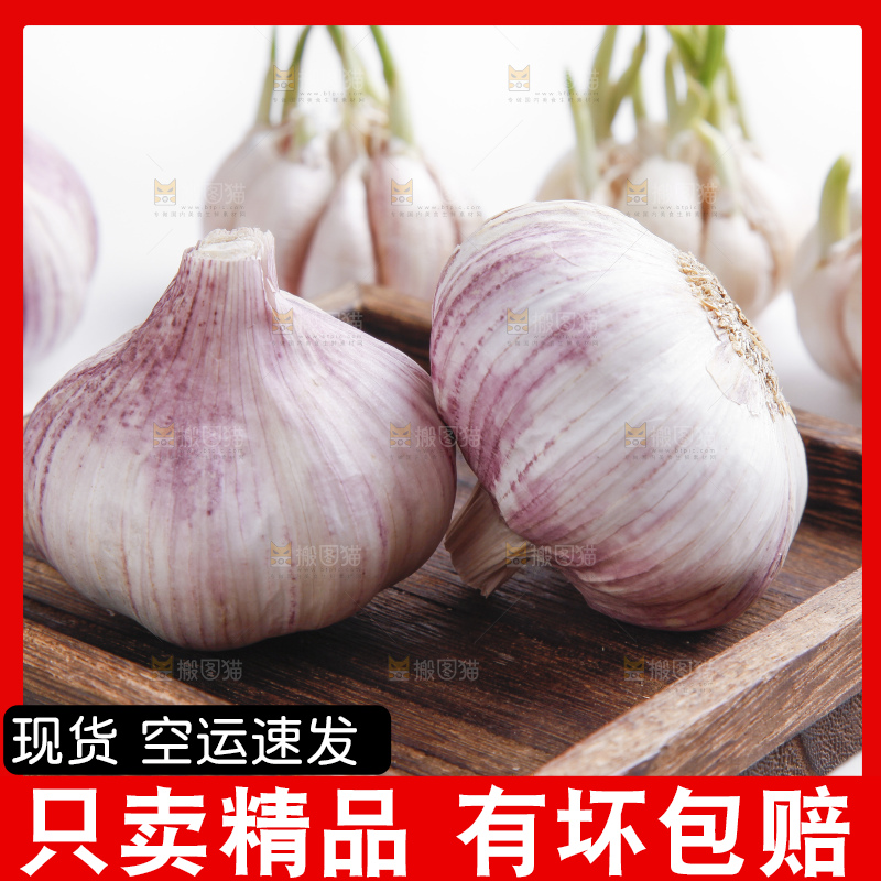 白底上的山东大蒜头