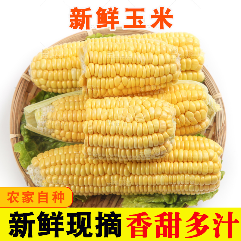 白底上的新鲜玉米