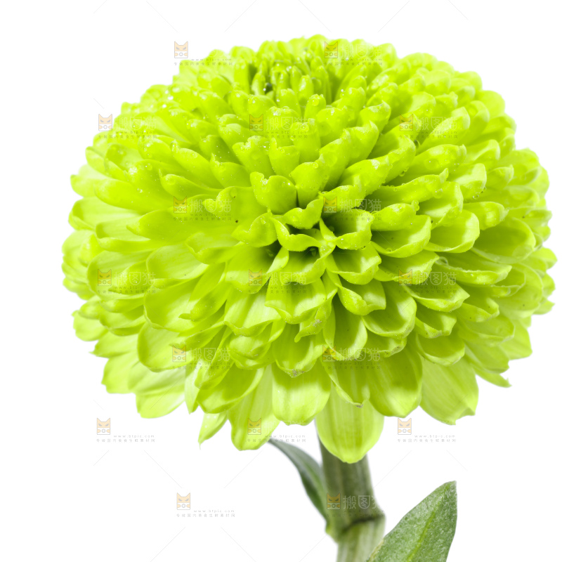 白底上放着绿色绣球菊