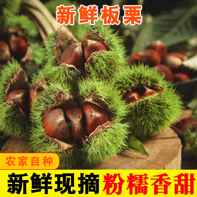 木底上放着迁西板栗