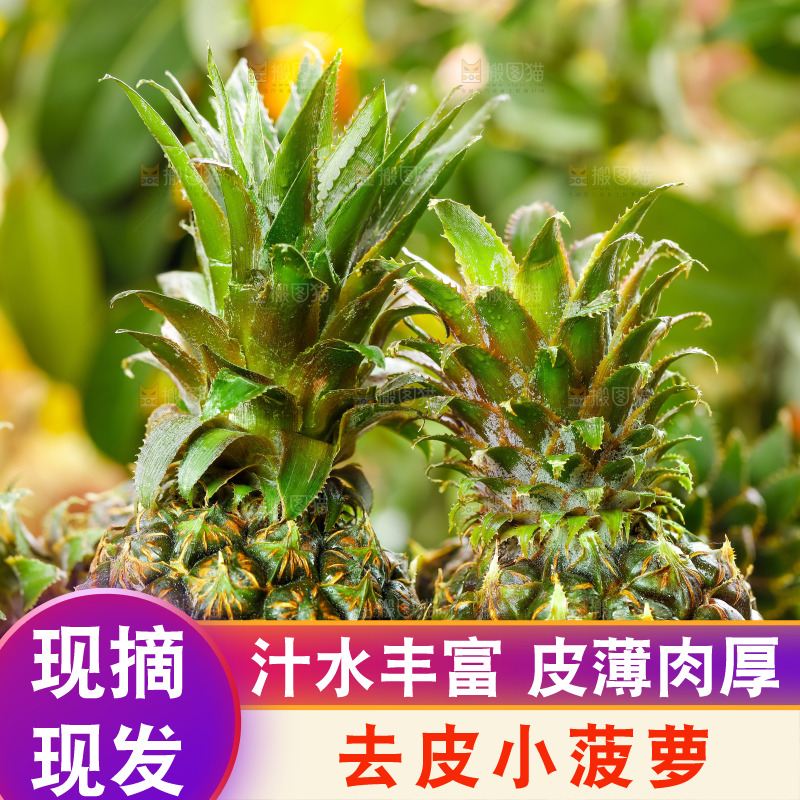 篮子里的新鲜小菠萝