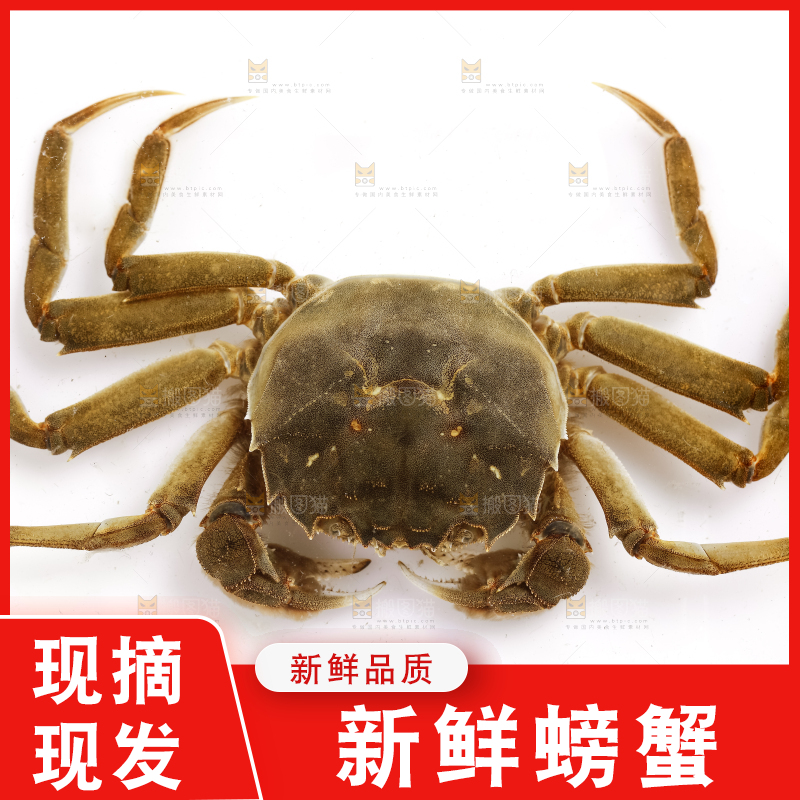 浅底上的螃蟹