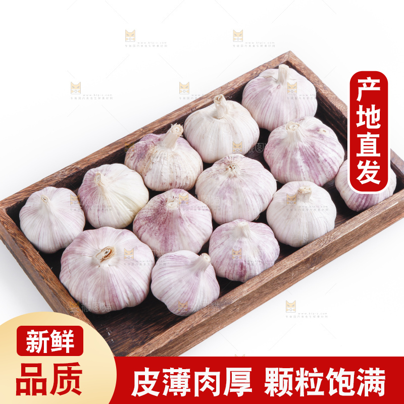 白底上的山东大蒜头
