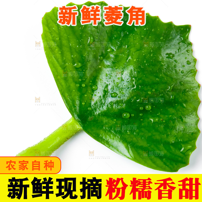 浅底上的新鲜菱角
