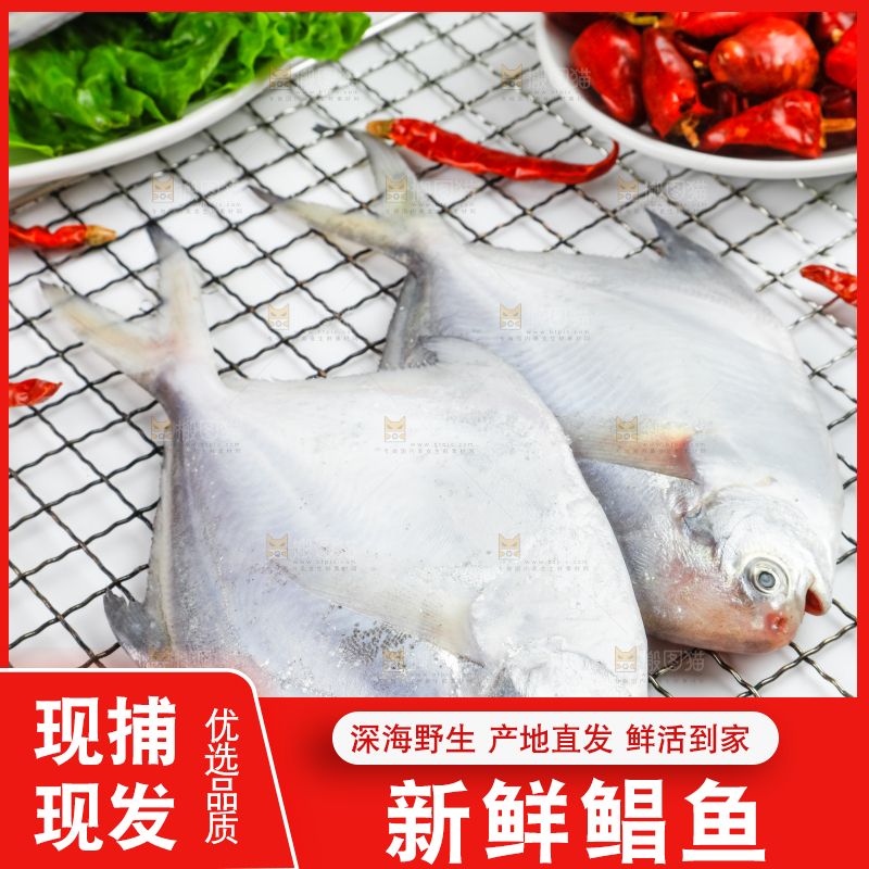 浅底上摆放着深海银鲳鱼