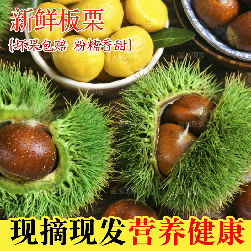 木底上的迁西板栗
