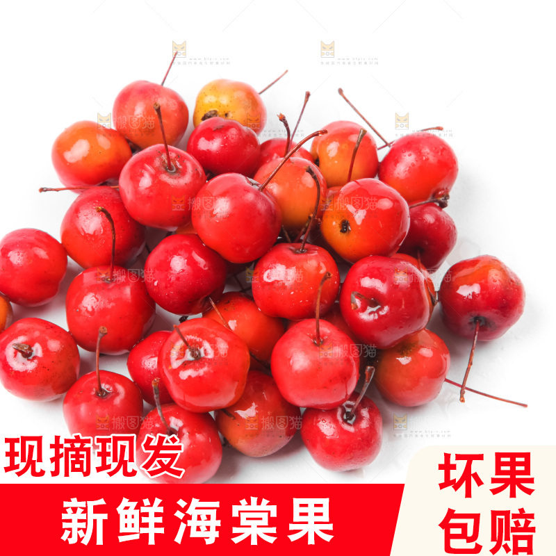白底上的东北海棠果