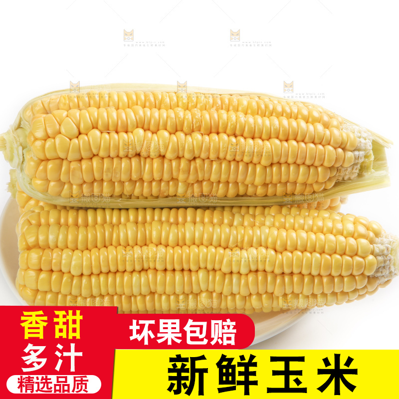 白底上的新鲜玉米