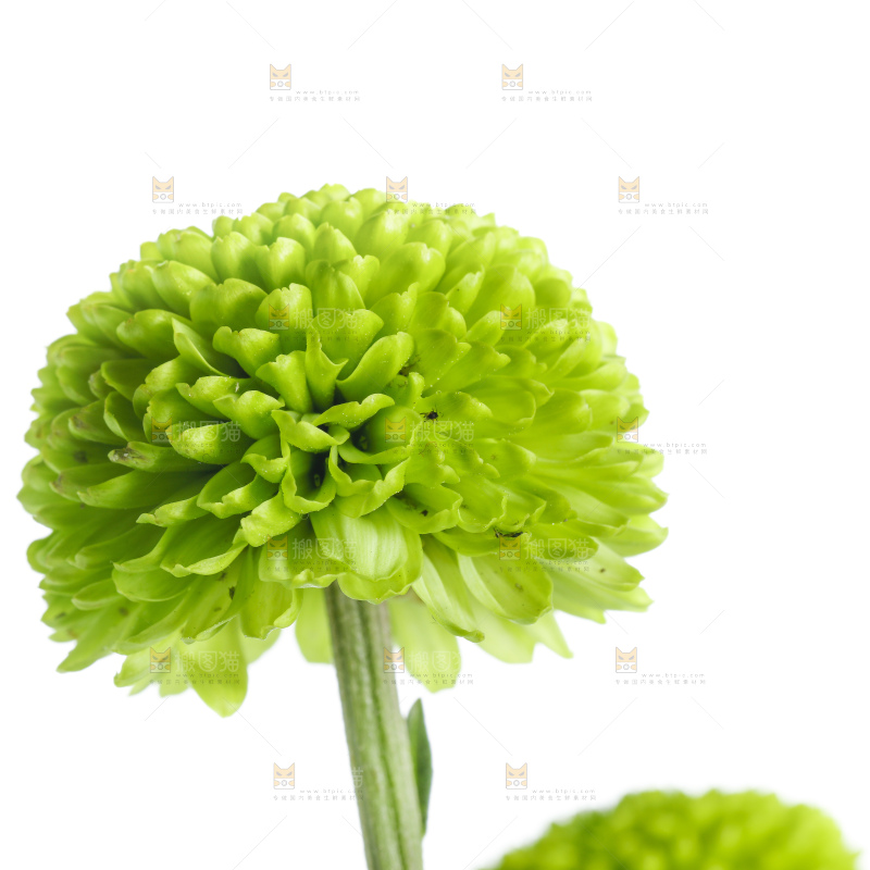 白底上放着绿色绣球菊