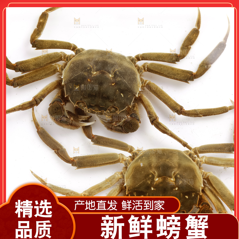 浅底上的螃蟹