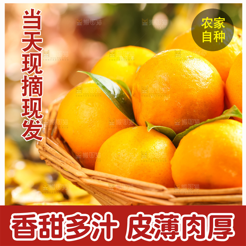 篮子里装着一篮椪柑