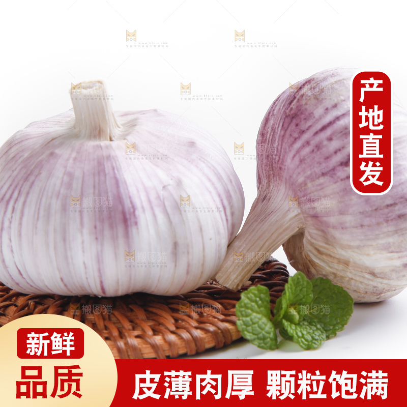 白底上的山东大蒜头