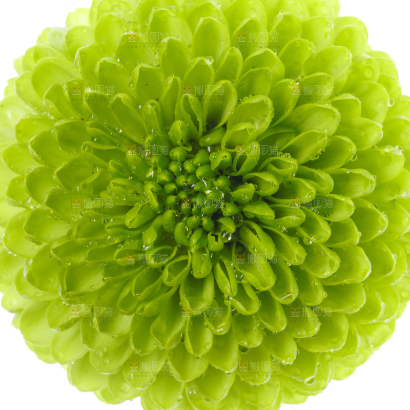 白底上放着绿色绣球菊