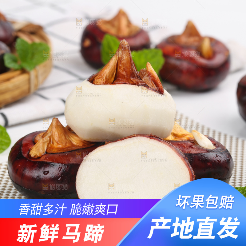 浅底上的马蹄果