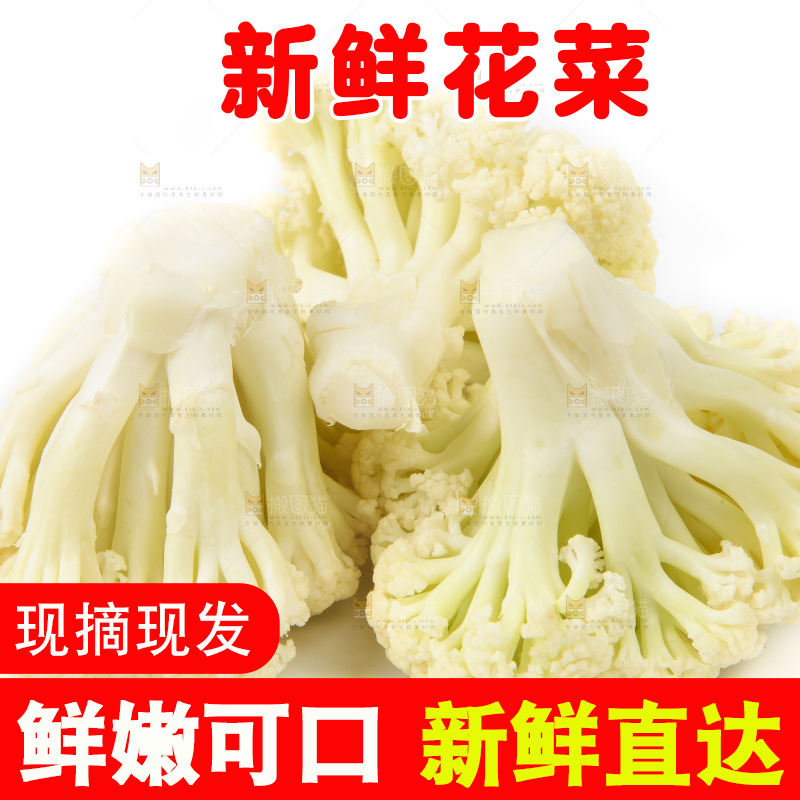 白底上的白花菜