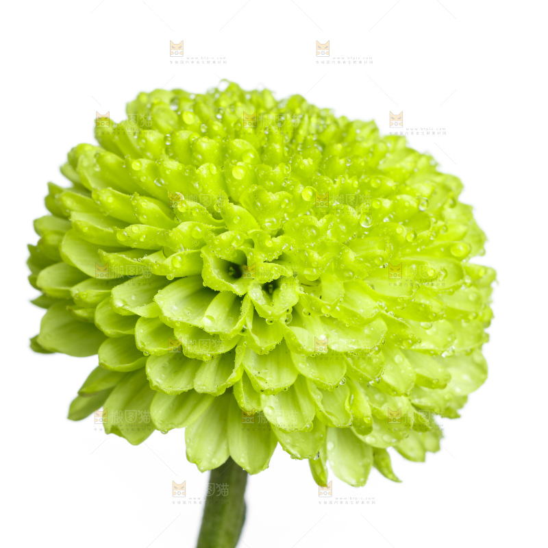 白底上放着绿色绣球菊