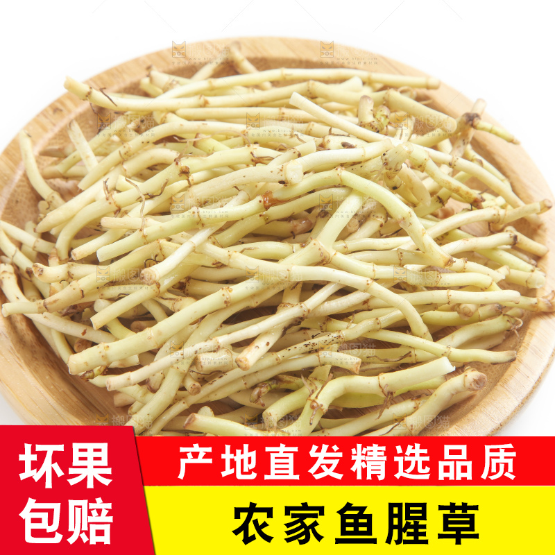 白底上的鱼腥草