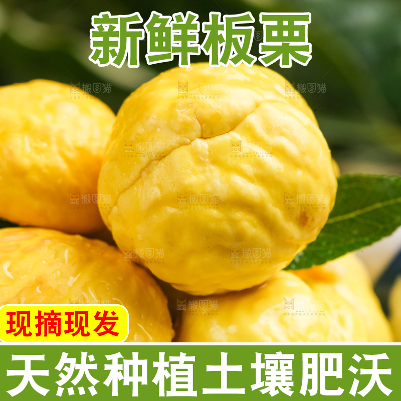 深底上的迁西板栗
