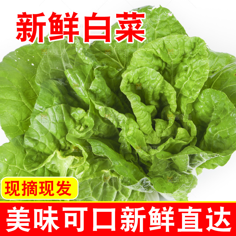 白底上放着大白菜