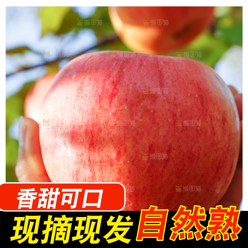 手里拿着阿克苏冰糖心苹果