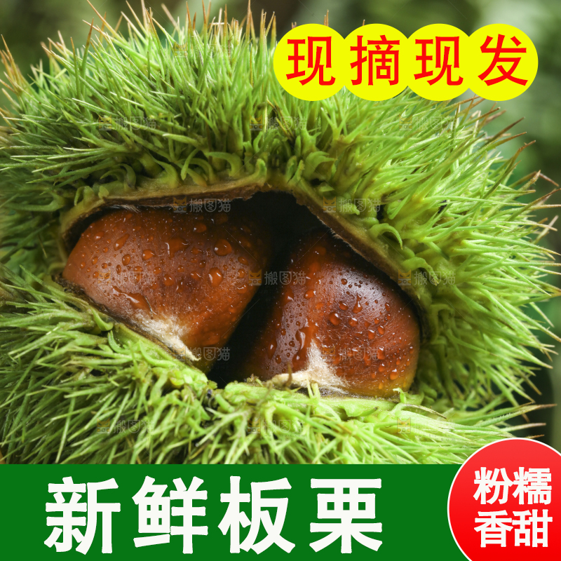 手里拿着新鲜板栗
