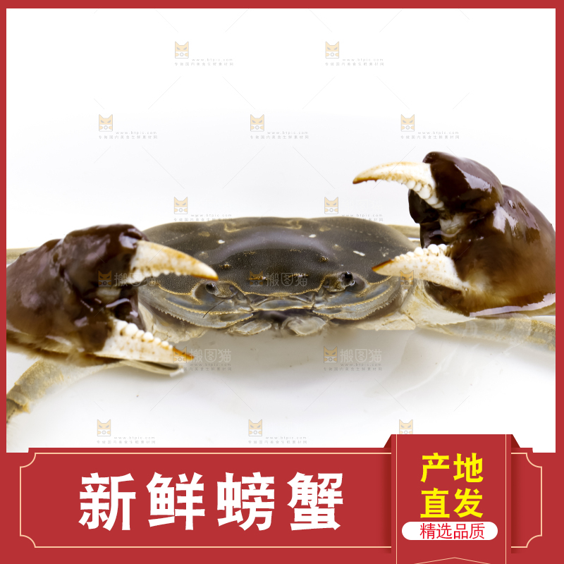 浅底上的螃蟹