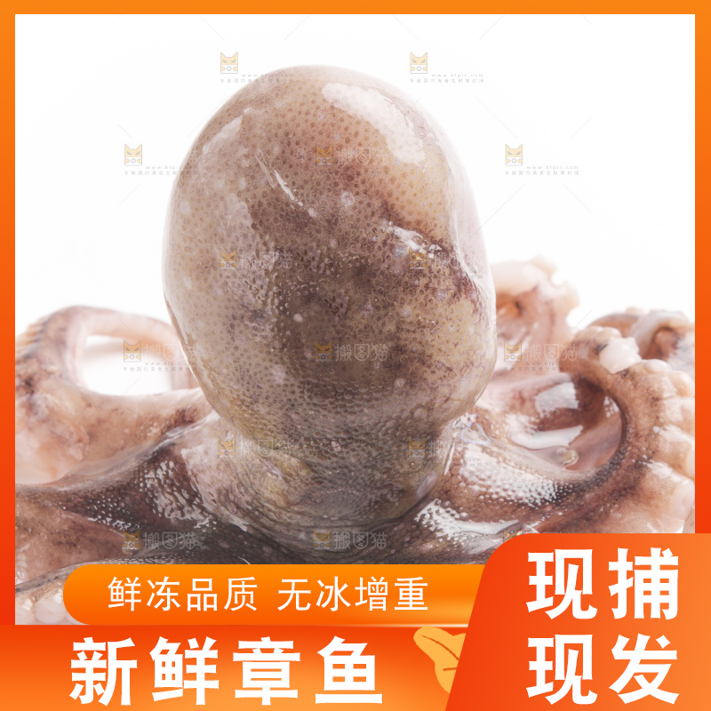 白底上摆放着小章鱼