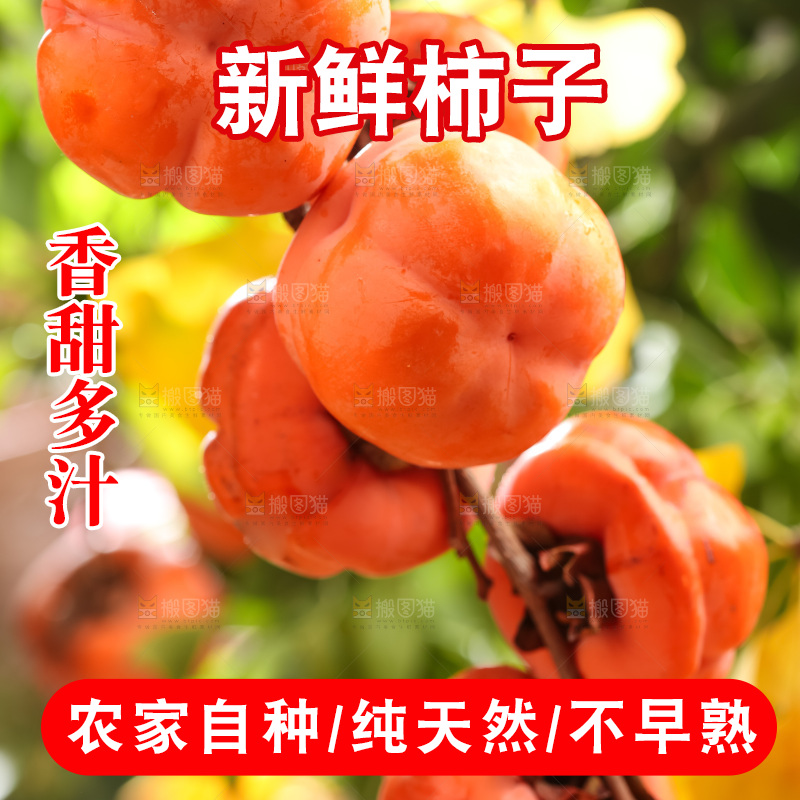 树枝上挂着磨盘柿