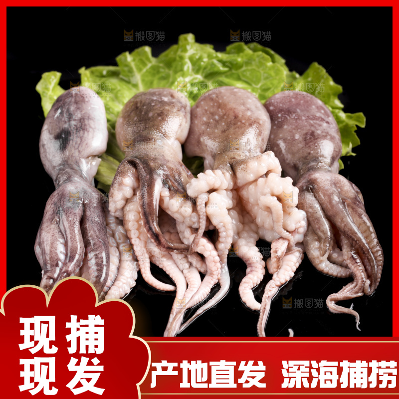 黑底上放着大连章鱼